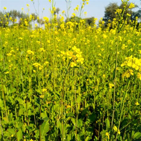 Mustard Mustard Flower Rapeseed Rapeseed Flower Yellow Flower