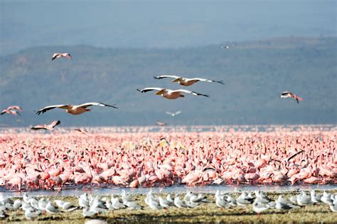 Parque Nacional Del Lago Manyara En Avi N Experiencia De Lujo