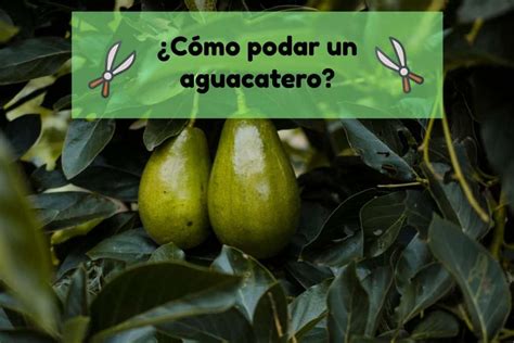 How to Prune an Avocado Tree: [Guide on Avocado Tree Pruning ...