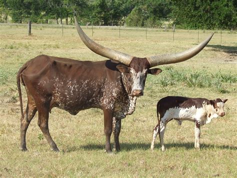 Ankole-Watusi Cattle | CowClan Wikia | FANDOM powered by Wikia