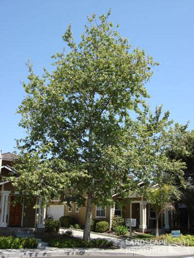 Platanus Racemosa California Sycamore 15 Gallon