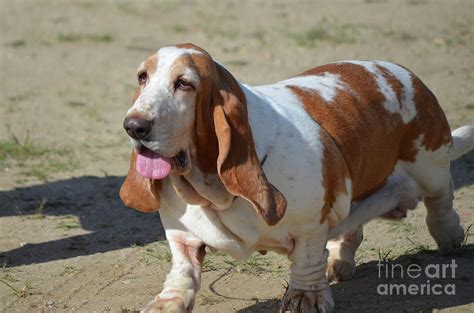 Basset Hound Puppies Breed Info Petland Frisco, Texas, 46% OFF