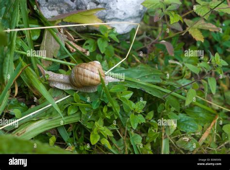 Snail Moving Slowly Through The Grass In An Alpine Pasture Stock Photo