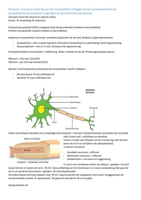 Blok 4 Pathologie Leerdoelen De Bouw Functie En Werking Van Het