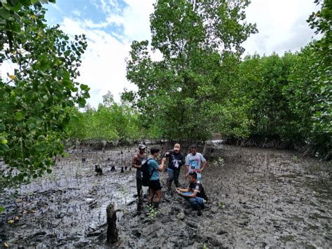 Mangrove Restoration A Community Effort In Kabasalan