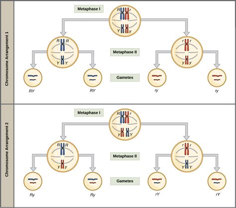 Download Transparent Metaphase Clipart - Meiosis In A Cell With Two Homologous Pairs - ClipartKey