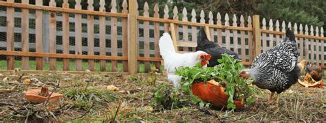 Are ISA Brown Chickens Aggressive? - Farmpertise