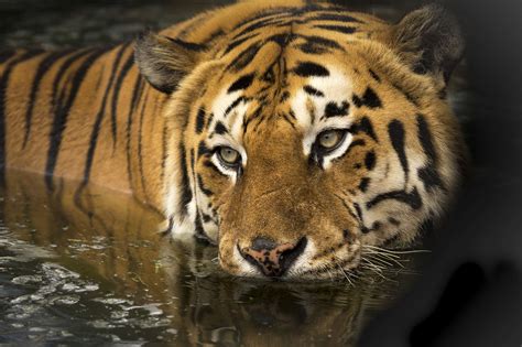 Tigres caractéristiques et vie des plus grands félins du monde