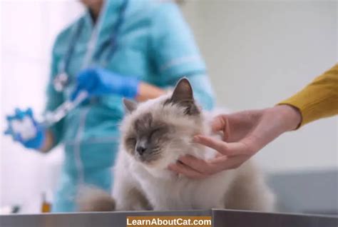 How To Get Rid Of Skin Tags On Cats All You Need To Know Learnaboutcat