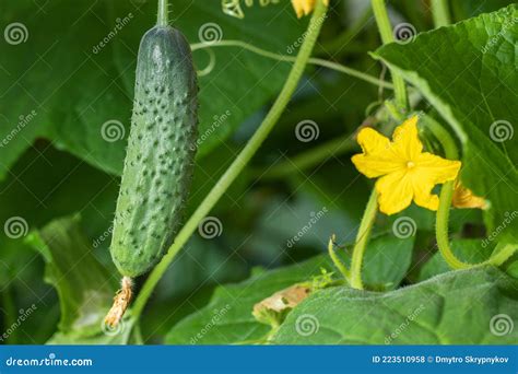 Pepino De Planta Joven Con Flores Amarillas Macro De Cierre De Pepino