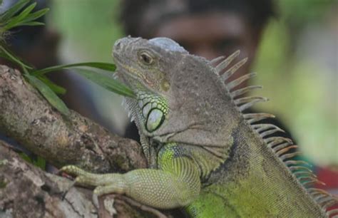 Iguana Removal Miami Pest Wildlife Pro