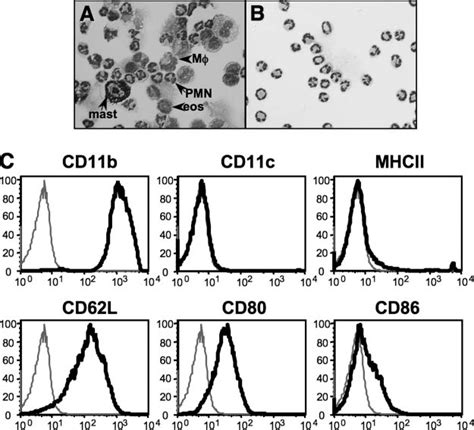 Mouse Neutrophils From Thioglycolateelicited Peritoneal Cells Before