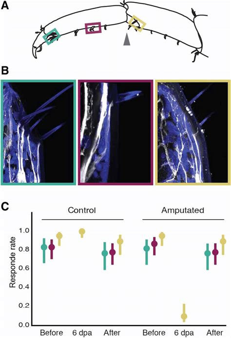 Recovery of sensory organ innervation and function. (A) Location of... | Download Scientific Diagram