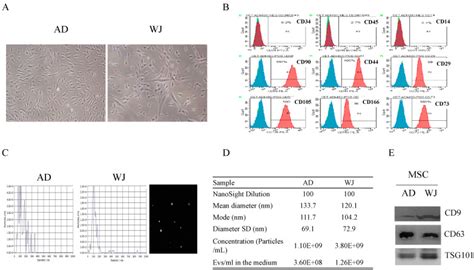 Exosomes Secreted By Whartons Jelly Derived Mesenchymal Stem Cells