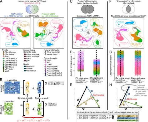 Quantifying Common And Distinct Information In Single Cell Multimodal