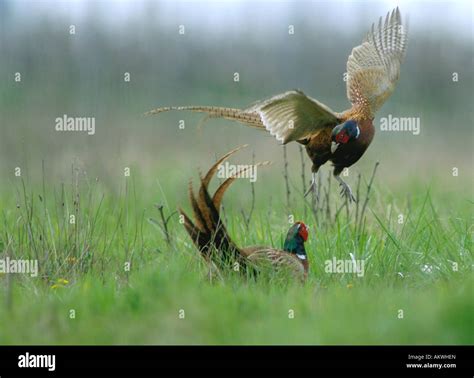 Fighting Pheasants Hi Res Stock Photography And Images Alamy