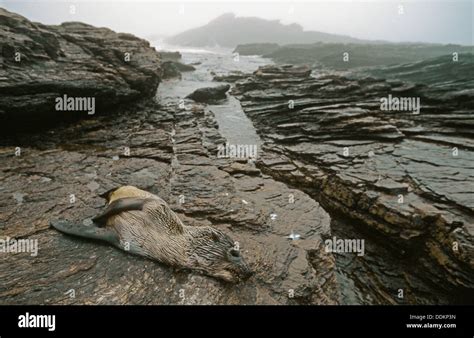 Skeleton Coast, Namib desert. Namibia Stock Photo - Alamy