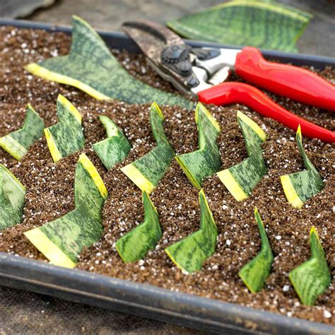 How To Propagate Your Houseplants To Expand Your Collection