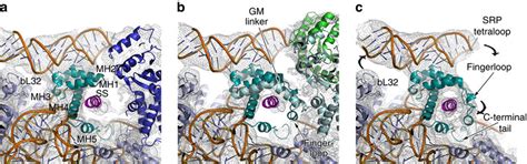 Conformational Rearrangements Of The M Domain During Co Translational