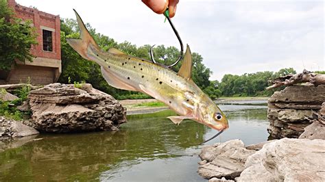 I Threw A LIVE CATFISH Below A BROKEN DAM Something Actually ATE IT