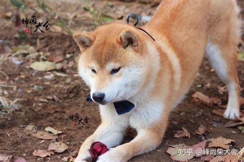 柴犬和土狗的区别怎么区分柴犬和土狗 知乎