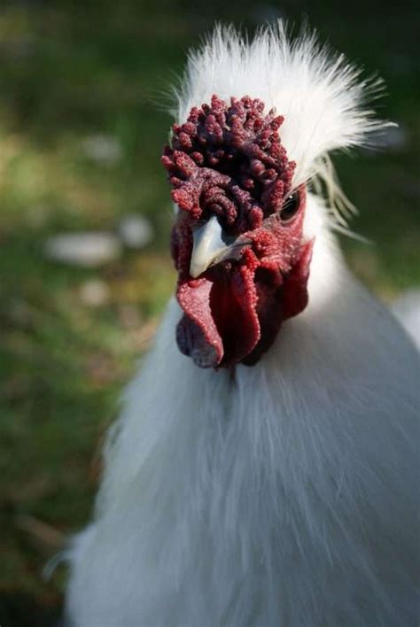 The Silkie Rooster Silkie Rooster Vs Hen And All You Should Know About