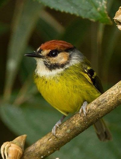 Rufous Crowned Tody Flycatcher