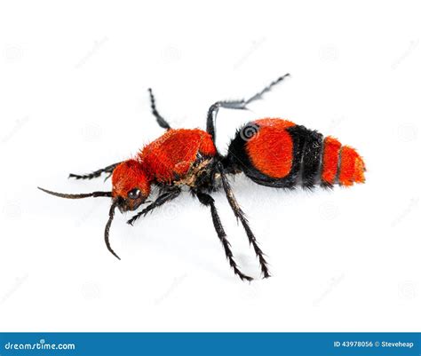 Cow Killer Or Velvet Ant In Isolated Macro Stock Photo - Image: 43978056