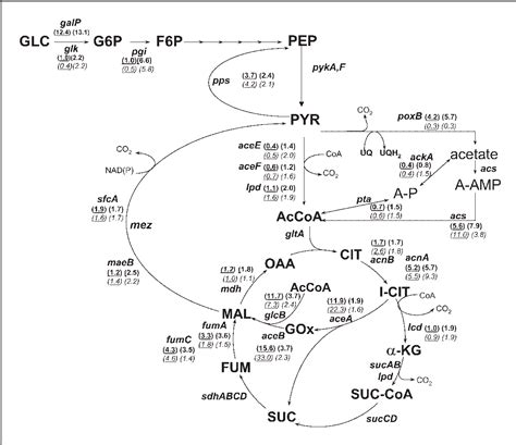 Figure 1 From Role Of Pyruvate Oxidase In Escherichia Coli Strains