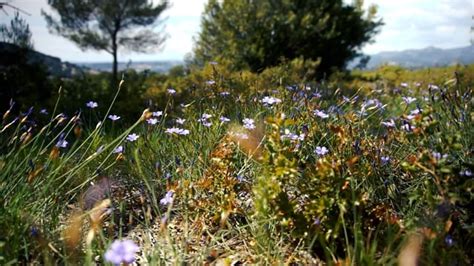 Flowers, Nature, Scrubland. Free Stock Video - Pixabay