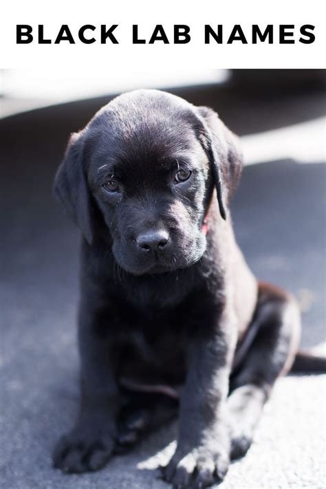 Black Lab Names - 300+ Name Ideas for Your Black Lab Puppy Puppy Safe ...