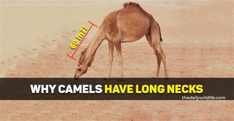 Why Do Camels Have Long Necks 3 Main Reasons The Daily Wildlife