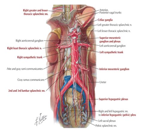 Hypogastric Plexus Flashcards | Quizlet