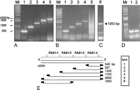 Amplification Of Ke Fas Domains From Human Cornea And Skeletal Muscle