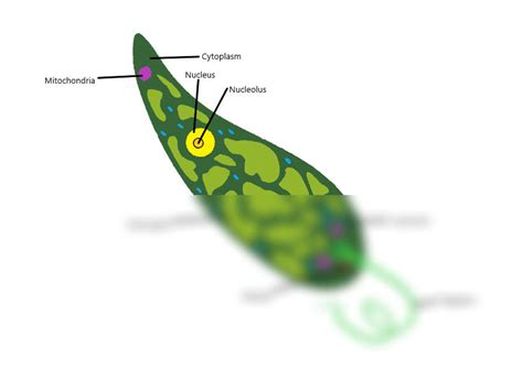 SOLUTION: Protist cell structure and parts - Studypool