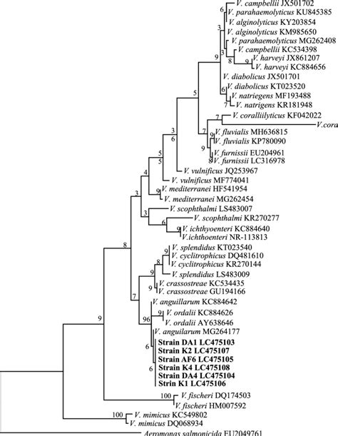 The Phylogenetic Tree Of Members Of The Genus Vibrio Based On The 16S