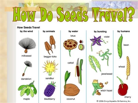 Seed dispersal Diagram | Quizlet