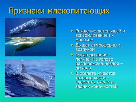 Презентация "Китообразные" (5 класс) по биологии – скачать проект