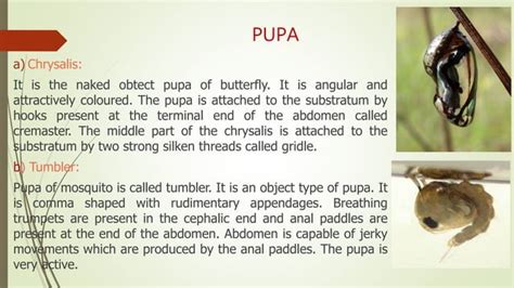 Type of larvae and pupa in insect | PPT