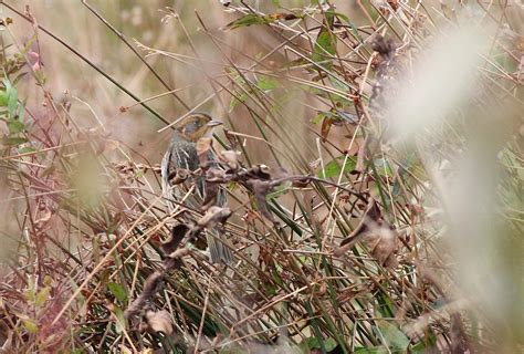 Saltmarsh Sparrow, Bucks County, PA - 4th State Record! by Anna Fasoli