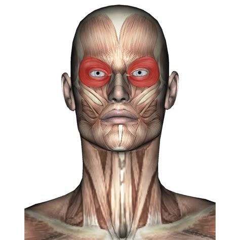 Orbicularis Oculi Anatomy Origin Insertion Action Innervation The Wellness Digest