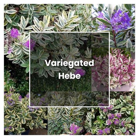 How To Grow Variegated Hebe Plant Care Tips NorwichGardener