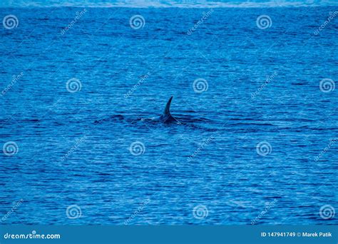 Whale Watching , Azores 2019 ,near Ponta Delgada Stock Image - Image of ...