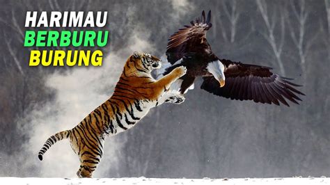 Harimau Terkam Seekor Burung Yang Melintasi Wilayah Kekuasaannya