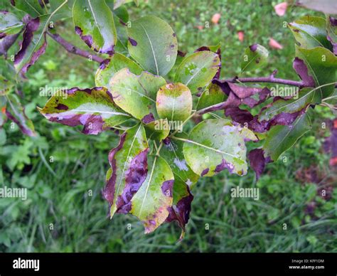 Bacterial Scorch Or Fire Blight On Pear Tree Stock Photo Alamy