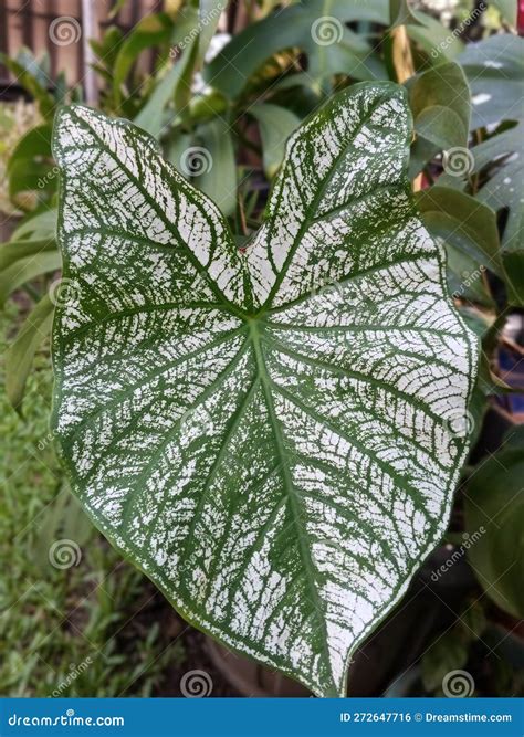 Ornamental Plant Caladium Bicolor With Beautiful White And Green Leaves