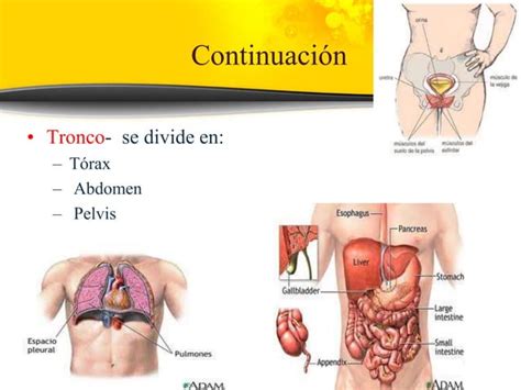 Posiciones Planos Regiones Y Cavidades Anatomicas Pptx