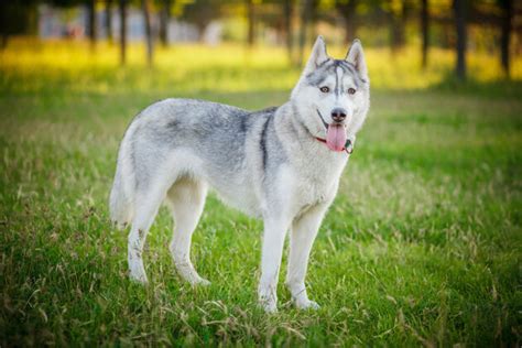 Les 9 races de chien qui sont les plus impétueuses Animal ch