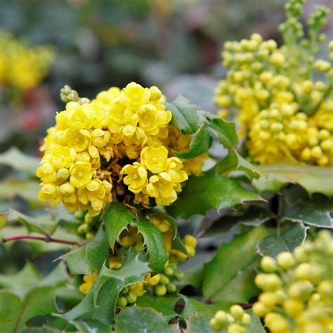 One good plant for a ground cover is the Mahonia - Dig It Right | Dig ...