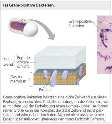 Systematik Und Taxonomie Prokaryonten Bakterien Archaea Eukaryonten